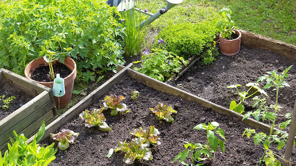 De voordelen van een moestuin